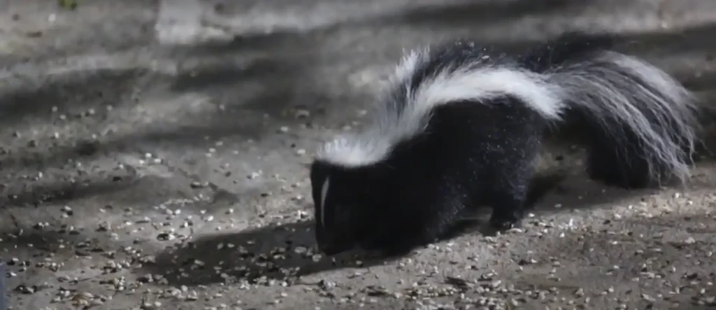 Skunk Spiritual Meaning - The Brief Answer