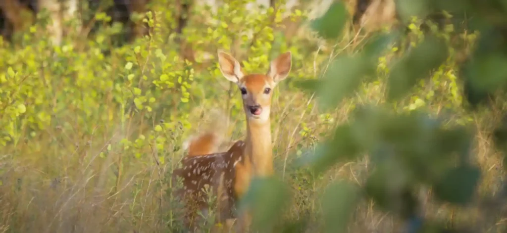 Spiritual Meaning of a Deer in Your Path