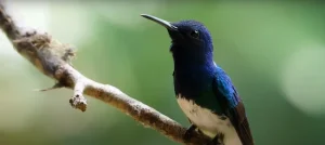 Spiritual Meaning of a Hummingbird