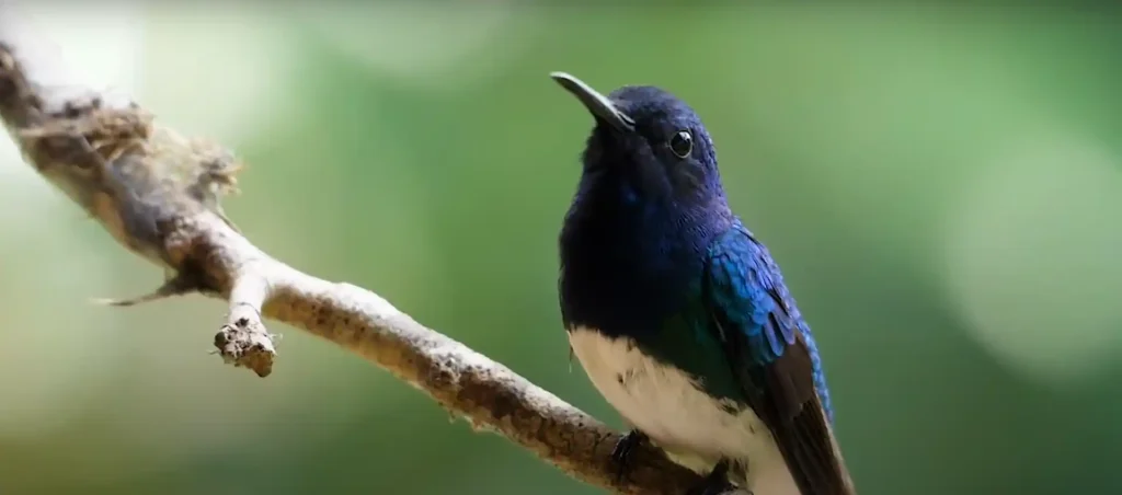 Spiritual Meaning of a Hummingbird - The Brief Meaning