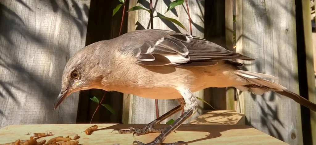 Spiritual Meanings of Mockingbird Singing at Night