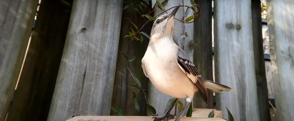 Superstitions Associated with a Mockingbird Singing at Night