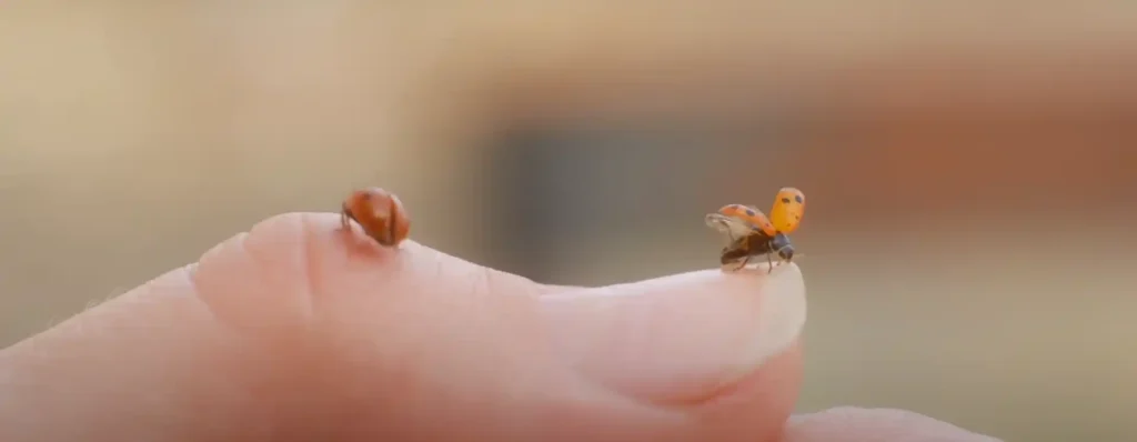 The Orange Ladybug as a Guide