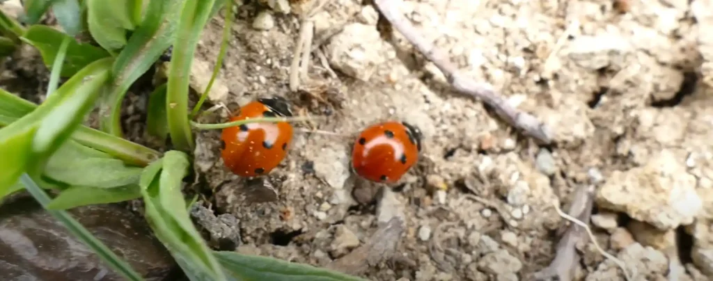 The Spiritual Lessons of the Orange Ladybug