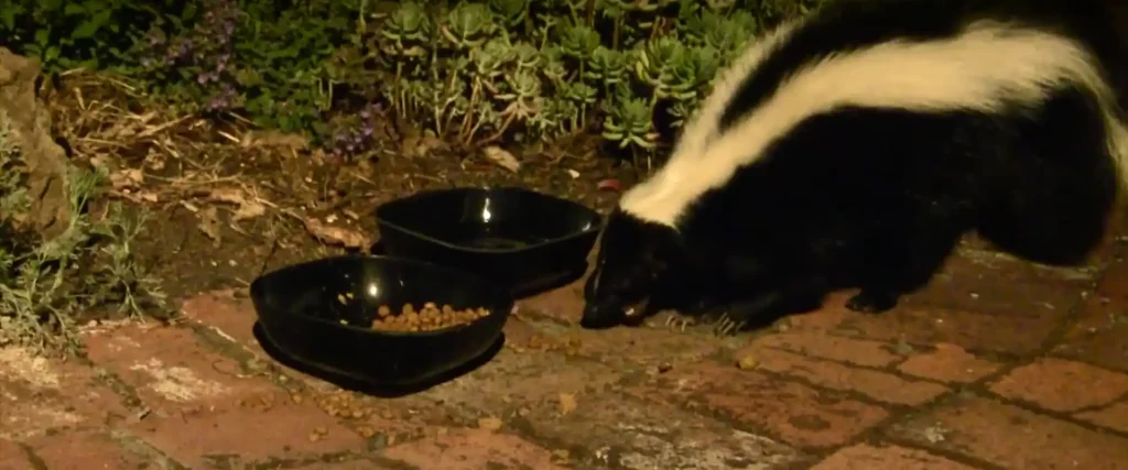 The Spiritual Lessons of the Skunk