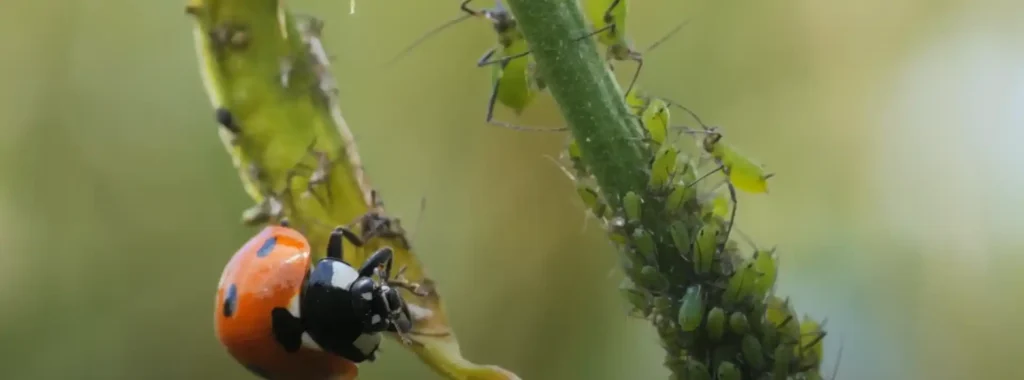 The Symbolism of Ladybugs in Different Cultures