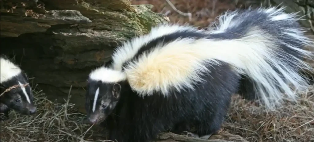 The Symbolism of the Skunk