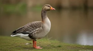 what does seeing geese mean spiritually know the hidden messages