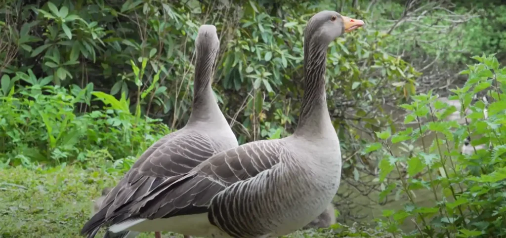 What Does Seeing Geese Mean Spiritually - The Brief Answer