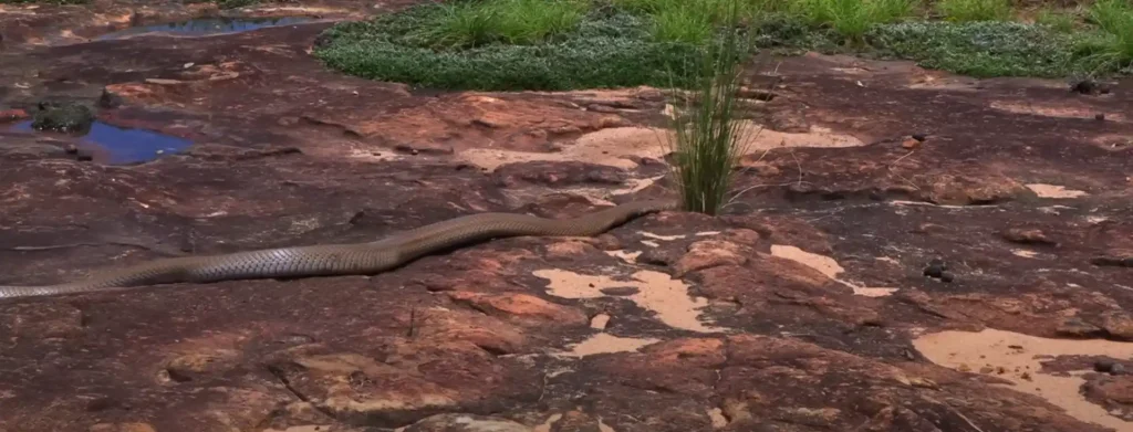 What Does it Mean Spiritually When You See a Snake