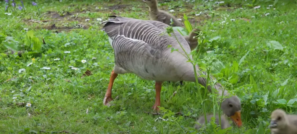 What Does it Mean When You See a Goose
