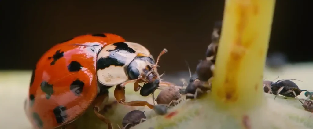 What It Means If You See An Orange Ladybug