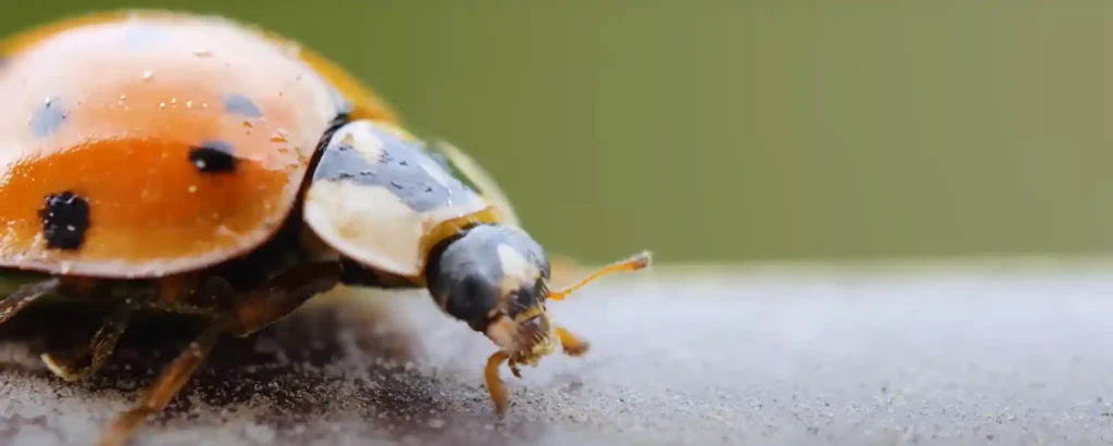 What It Means When An Orange Ladybug Lands On You