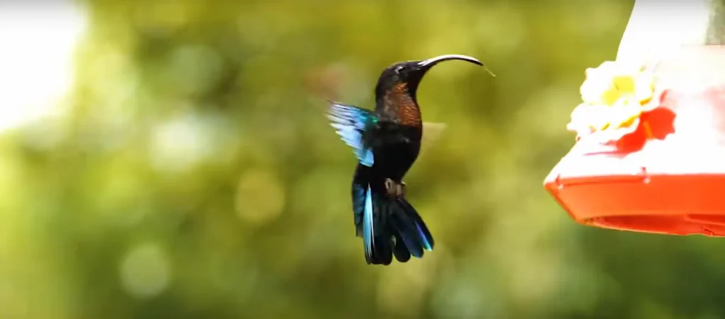 What does it mean if you see a dead hummingbird