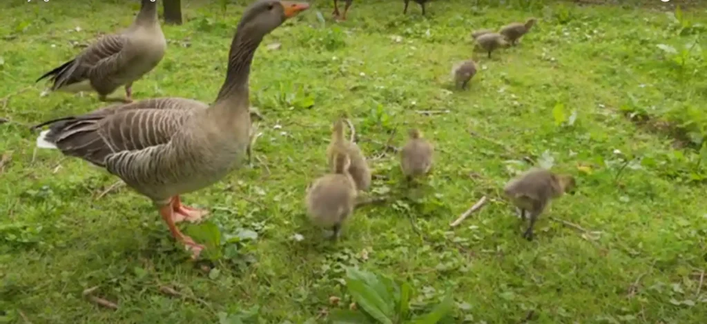 What does it mean when you dream of a goose