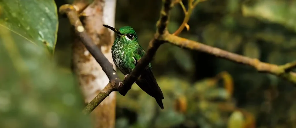 What does it mean when you see a hummingbird after someone dies