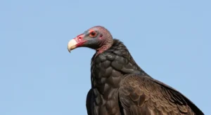 what does it mean when you see a vulture during the day
