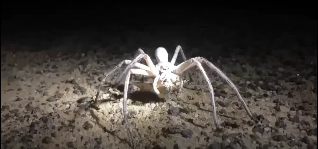 White Spider Meaning What Does It Reveal About You