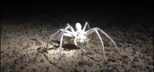 White Spider Meaning What Does It Reveal About You