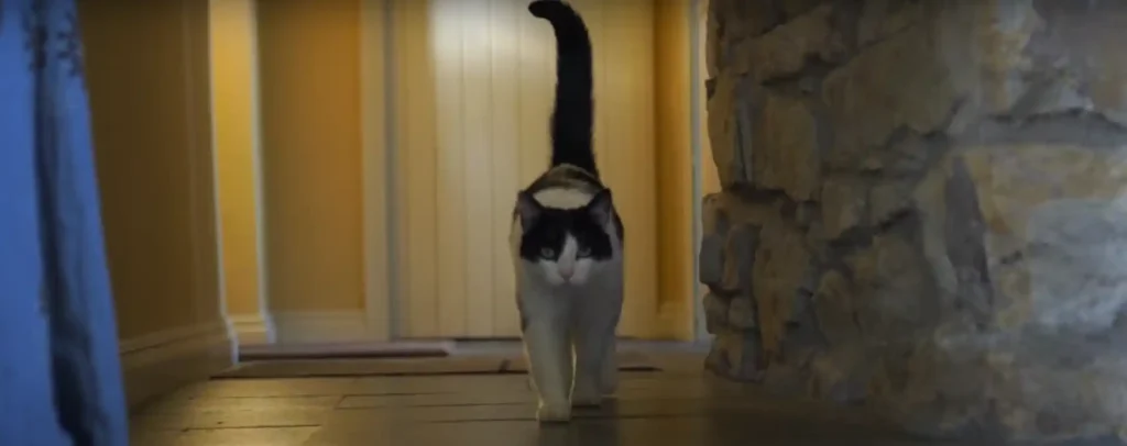 Why Does a Cat Keep Coming to My House Spiritually Meaning