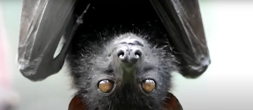 Bat Dream Meaning