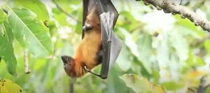 Bat Spiritual Meaning Symbolism, Change, and Intuition
