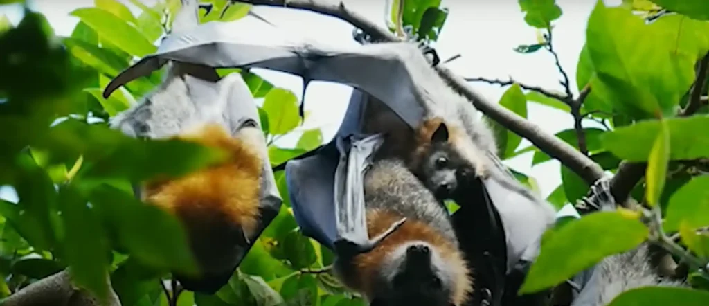 Bat Spiritual Meaning - The Brief Answer