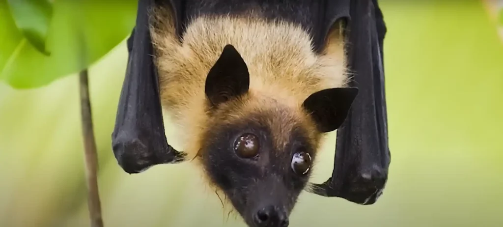 Bat Totem Animal