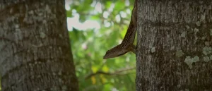 Brown Lizard Spiritual Meaning Know the Meaning For You