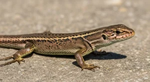 brown lizard symbolism