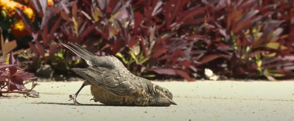 Dead Bird Meaning Know Spiritual Messages Across Cultures