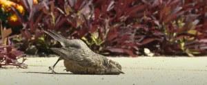 Dead Bird Meaning Know Spiritual Messages Across Cultures