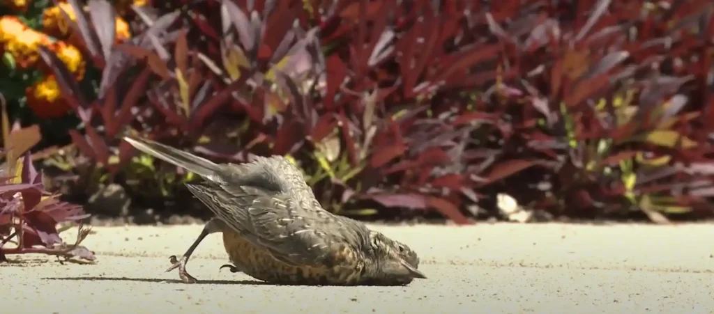 Dead Bird Meaning - The Brief Answer