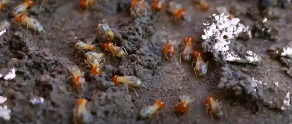Detailed Termites Dream Interpretation