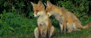 Fox Spiritual Meaning Cleverness, Magic, and Adaptability