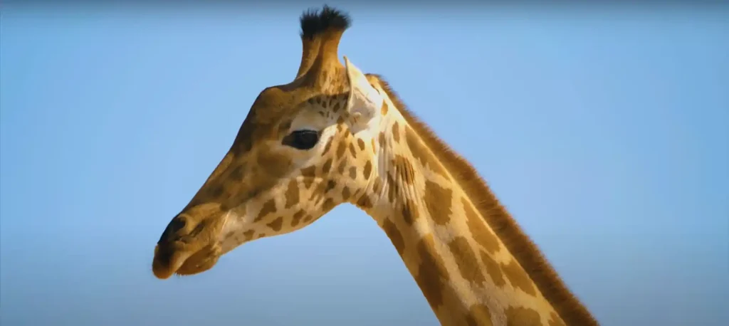 Giraffe Spirit Animal What Does a Giraffe Symbolize