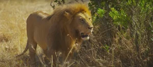 Lion Spiritual Meaning Strength, Courage and Self-Confidence