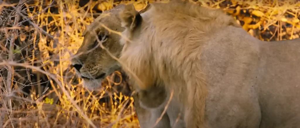 Lioness Spiritual Meaning