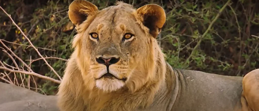 Lioness Spiritual Messages