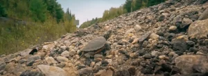Meaning of a Turtle Crossing Your Path