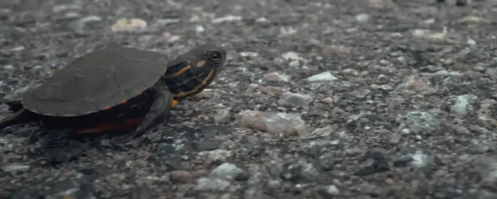 Meaning of a Turtle Crossing Your Path - The Brief Answer