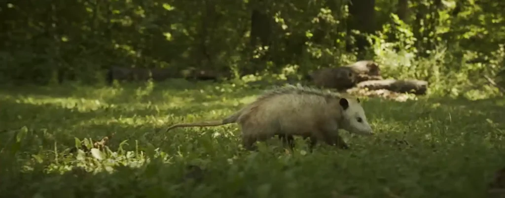 Possum Spiritual Meaning