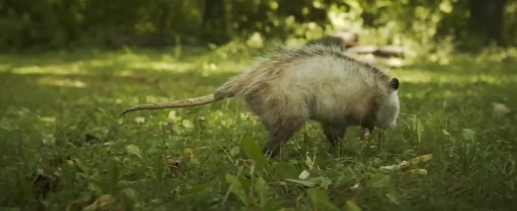 Possums Dream Interpretation