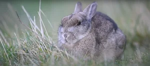 Rabbits Spiritual Meaning Symbols of Change and Good Luck