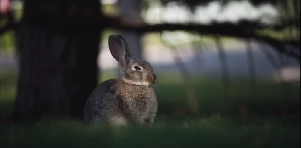 Rabbits Spiritual Meaning - The Brief Meaning