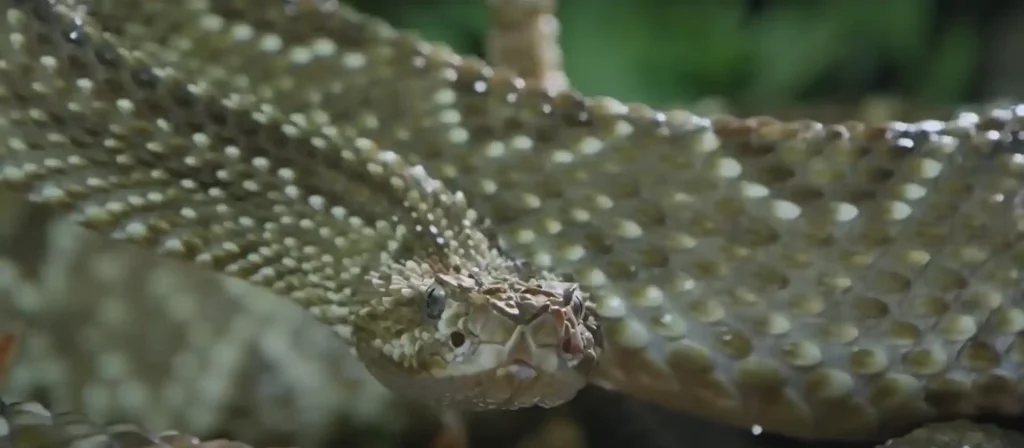 Rattlesnake Bite in a Dream