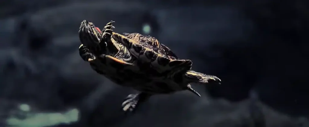 Red Eared Slider Turtle Spiritual Meaning