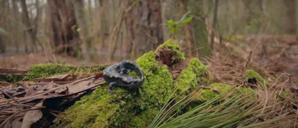 Salamanders Spiritual Meaning Fire, Rebirth, and Renewal