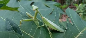 Seeing a Green Praying Mantis Meaning Know the Truth