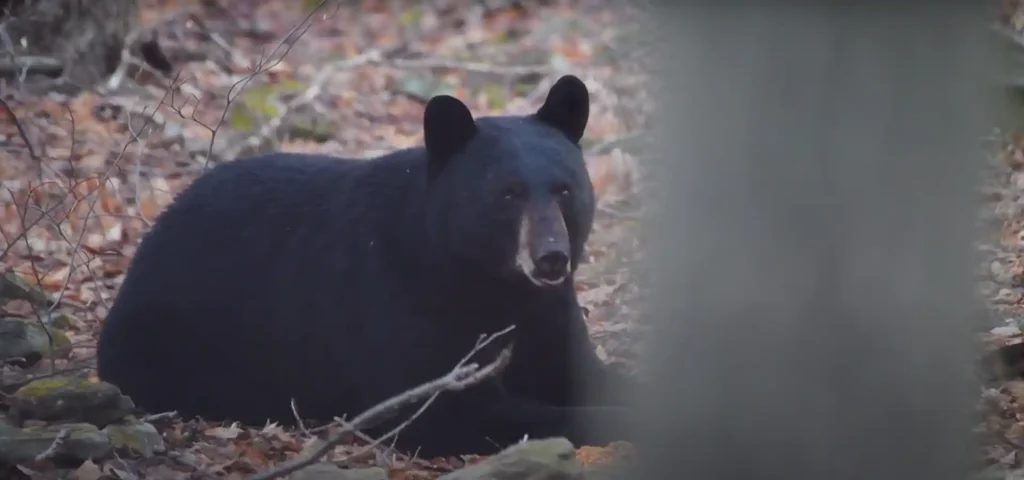 Spiritual Meaning of Black Bear Crossing Your Path